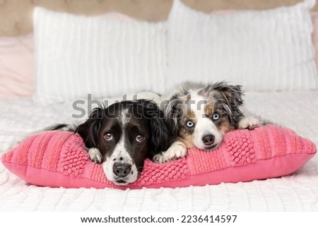 Similar – Image, Stock Photo two dogs at home by the christmas tree, cute jack russell dog and black labrador. Brothers