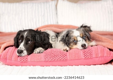 Similar – Image, Stock Photo two dogs at home by the christmas tree, cute jack russell dog and black labrador. Brothers