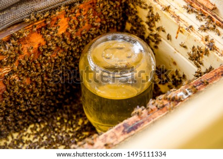 Similar – Image, Stock Photo Feeding protection made of wooden slats. Around a birch tree.