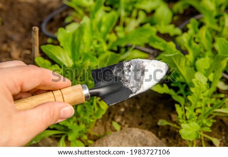 Selective focus on person hand holding gardening trowel spade with pile of baking soda, blurred salad plants. Using baking soda, sodium bicarbonate in home garden and agricultural field concept. 