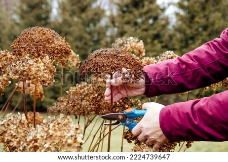 Similar – Image, Stock Photo faded hydrangeas winter