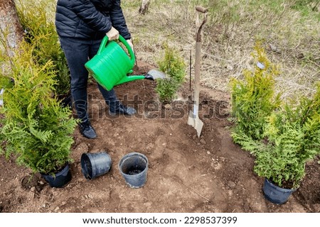 Similar – Image, Stock Photo Thuja hedge in the snow