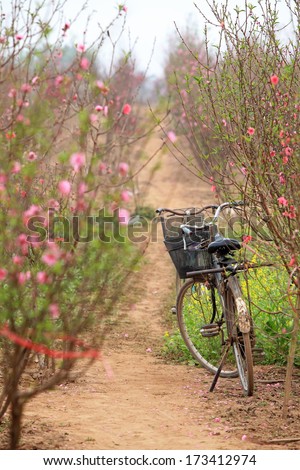 Undefined couples of bicycles on a way-through a peach garden.
