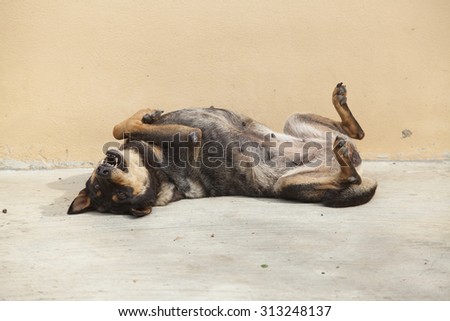 Asian dog laying down in overturn position, funny pose.