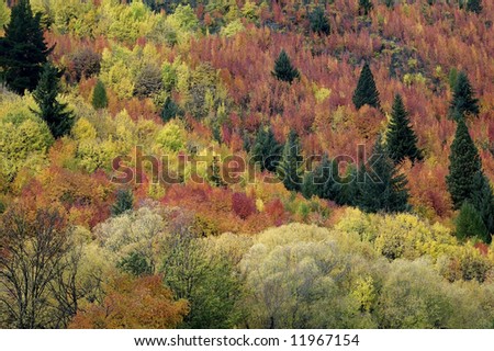 Colorful fall leaves and green pine trees in Arrowtown, southern New Zealand