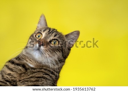 Similar – Foto Bild Skepsis Haustier Katze