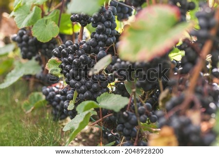 Wine grapes (Rondo) in Lithuania  Stock fotó © 
