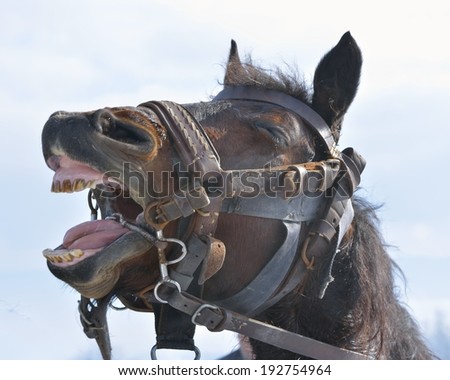 Funny portrait of smiling horse with unreal white teeth