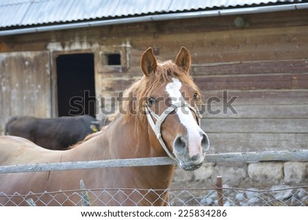 Brown horse at horse farm