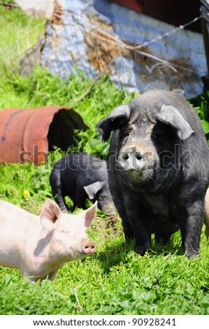 Three pigs family on a green meadow