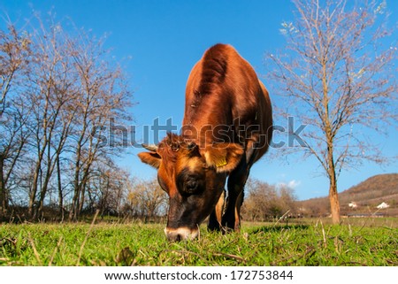 Jersey cow grazing in autumn.