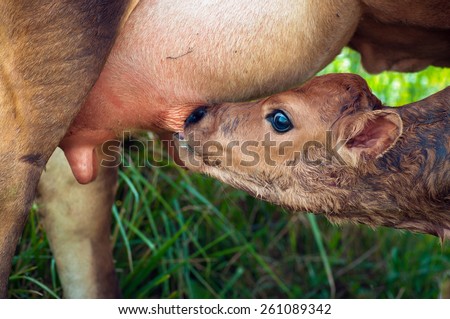 Cute Jersey calf drinking from his mother udder on green grass