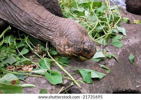 Tortoises are herbivorous animals with a diet comprising cactus, grasses, leaves, vines, and fruit. Tortoises eat a large quantity of food when it is available at the expense of incomplete digestion.