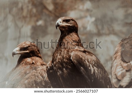 Similar – Image, Stock Photo Strong wild eagle resting in summer day