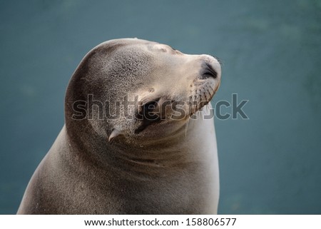 Sea Lion backing in the sun at the zoo