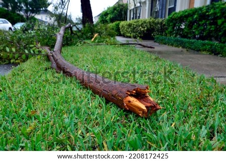 Similar – Image, Stock Photo fallen branch after storm on the meadow under trees