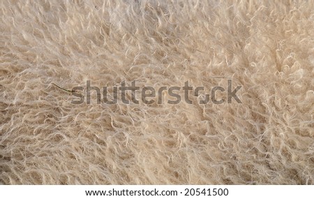 Close up of a sheep fur, an ideal background