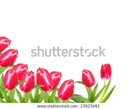 Tulip Border Stock Photo 23823682 : Shutterstock