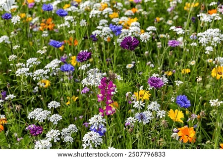Similar – Image, Stock Photo flower meadow Meadow