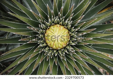 Similar – Foto Bild Landschaft Sumapaz Paramo bei Bogotá. Kolumbien, mit der endemischen Pflanze „Frailejones“ mit See und Felsenberg.  Süd-Amerika, Andengebirge. Trekking, Sportwandern