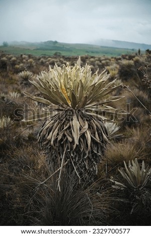 Similar – Foto Bild Landschaft Sumapaz Paramo bei Bogotá. Kolumbien, mit der endemischen Pflanze „Frailejones“ mit See und Felsenberg.  Süd-Amerika, Andengebirge. Trekking, Sportwandern