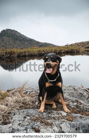 Similar – Foto Bild Landschaft Sumapaz Paramo bei Bogotá. Kolumbien, mit der endemischen Pflanze „Frailejones“ mit See und Felsenberg.  Süd-Amerika, Andengebirge. Trekking, Sportwandern