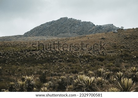 Similar – Foto Bild Landschaft Sumapaz Paramo bei Bogotá. Kolumbien, mit der endemischen Pflanze „Frailejones“ mit See und Felsenberg.  Süd-Amerika, Andengebirge. Trekking, Sportwandern