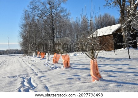 New apple fruit trees in a cold winter snowy day wrapped with a plastic wire fence to be protected from rodents like rabbits, elks, deer, rats.  Stock fotó © 