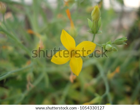 Similar – Image, Stock Photo Many pink widow flowers (Scapiose Mariposa) shine in the field