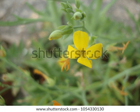 Similar – Image, Stock Photo Many pink widow flowers (Scapiose Mariposa) shine in the field