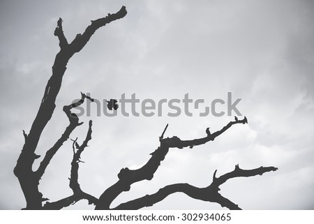 Dead tree and bird silhouette near U Bein bridge