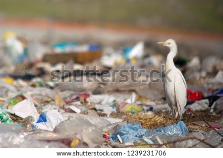 Similar – Image, Stock Photo Plastic waste on bird neck. Ducks and plastic pollution