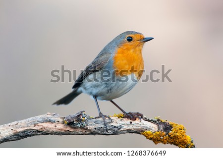 Similar – Image, Stock Photo Robin on the branch