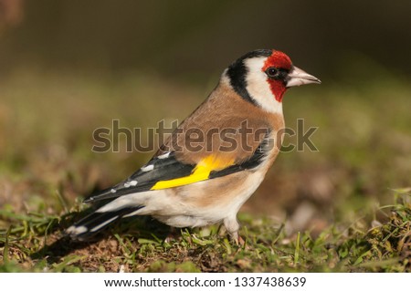 Similar – Image, Stock Photo Singing goldfinch in a tree