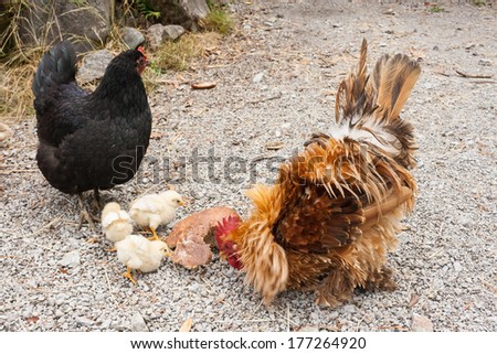 rooster with hen and chicks pecking