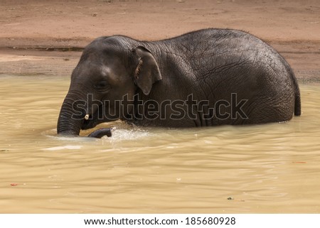 Asian elephant taking bath