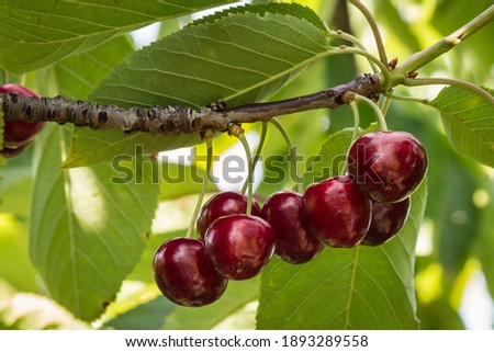 Similar – Image, Stock Photo ripe cherries are picked from the tree