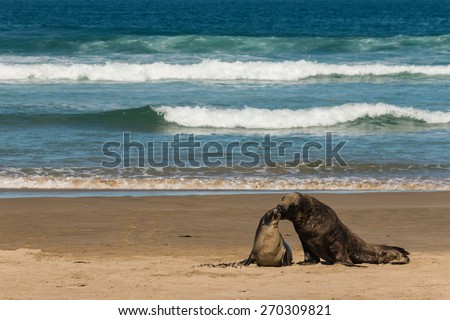 kissing sea lions on sandy beach