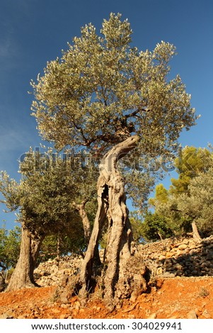 old olive trees growing in orchard