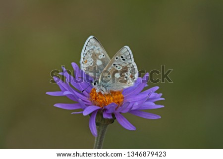 Pirene multi-eyed butterfly ; Polyommatus pyrenaicus Stok fotoğraf © 