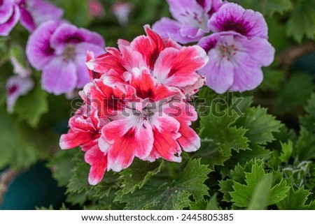 Similar – Image, Stock Photo geranium Flower Geranium