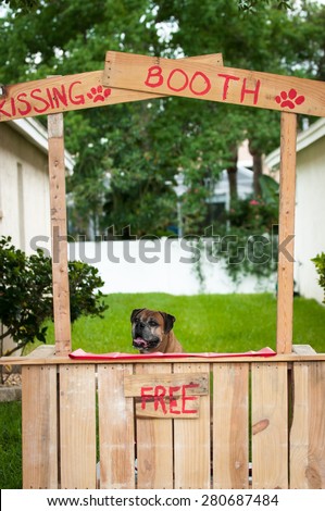 Boxer sitting in a kissing booth
