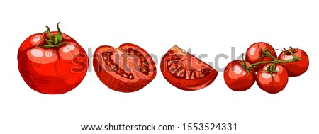 Hand drawn colorful red tomato. Set sketches with cut tomato, slice of tomato and tomatoes branch. Vector illustration isolated on white background.