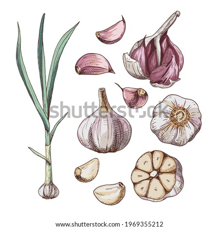 Hand drawn colorful garlic. Set sketches with cut garlic, plant and clove of garlic. Vector illustration isolated on white background.