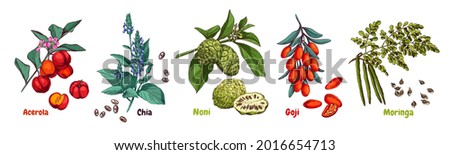 Hand drawn superfood plants - acerola, chia, noni, goji and moringa. Vector sketch in retro style isolated on white background.