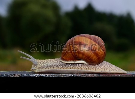 Helix pomatia is also a Roman snail a Burgundian snail, an edible snail or an escargot, is a view of a large edible air-air drying snail, a terrestrial mollusc from gastropods. Free space for text Imagine de stoc © 