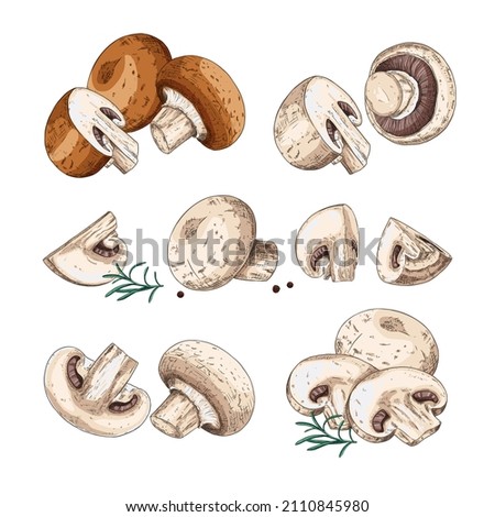 https://image.shutterstock.com/display_pic_with_logo/194621982/2110845980/stock-vector-hand-drawn-champignons-set-sketches-with-cut-champignons-slice-and-brown-champignons-vector-2110845980.jpg