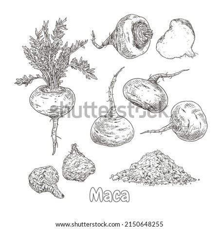 Hand drawn maca. Set sketches with maca plant, dried maca, powder, whole and cut in half. Superfood. Vector illustration isolated on white background.