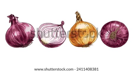 Hand drawn fresh red and yellow onions, whole head and half. View from different angles. Vector illustration isolated on white background.