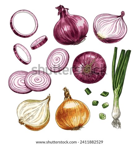 Hand drawn fresh onion. Set sketches with a whole onion, cut in half, onion rings and green onions. Vector illustration isolated on white background.